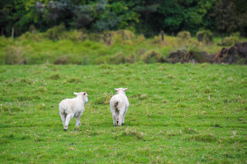Obraz premium Sheep in the pasture, Tawharanui Regional Park, New Zealand