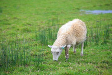 Sheep in the pasture, Tawharanui  Regional Park, New Zealand