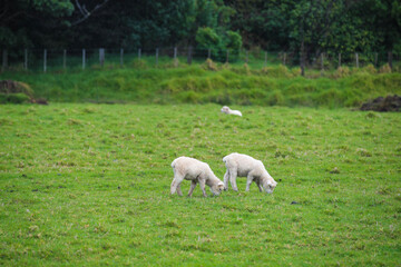 Sheep in the pasture, Tawharanui  Regional Park, New Zealand