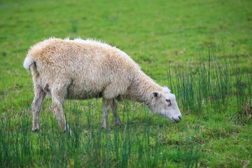 Sheep in the pasture, Tawharanui  Regional Park, New Zealand