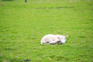 Naklejka na ściany i meble Sheep in the pasture, Tawharanui Regional Park, New Zealand