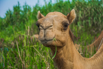 Obraz premium Camels