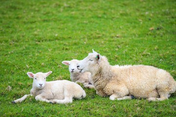 Obraz premium Sheep in the pasture, Tawharanui Regional Park, New Zealand