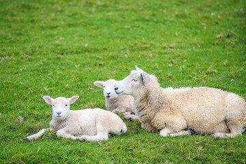 Obraz premium Sheep in the pasture, Tawharanui Regional Park, New Zealand