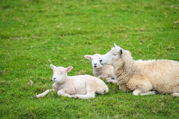 Obraz premium Sheep in the pasture, Tawharanui Regional Park, New Zealand