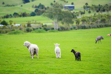Sheep in the pasture, Gibbs Farm, Makarau, New Zealand
