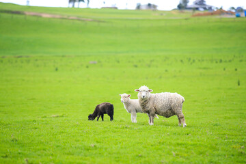 Fototapeta premium Sheep in the pasture, Gibbs Farm, Makarau, New Zealand 