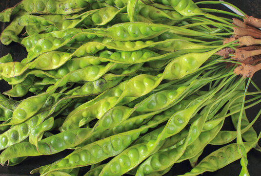 Petai or Sataw of the genus Parkia Speciosa in bucnh