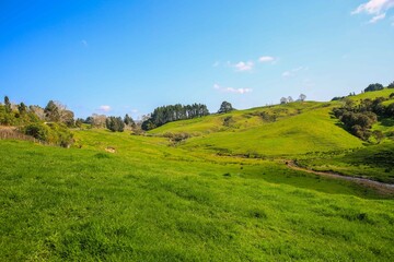 Cow in the pasture, North island, New Zealand. farms and ranches. green grass under blue sky