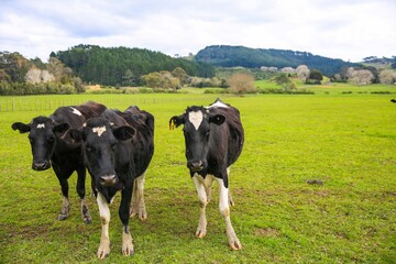 Cow in the pasture, North island, New Zealand
