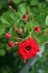 red rose in nature background .