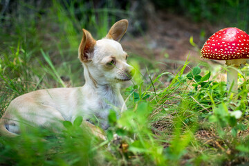 Perro Chihuahua 