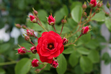 Obraz na płótnie Canvas red rose in nature background .