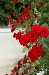 red rose in nature background .