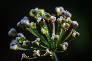 Seeds from Chinese chive 