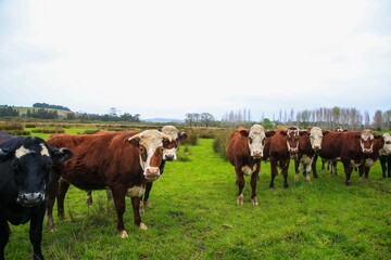 Cattle in the pasture, Matakana, New Zealand