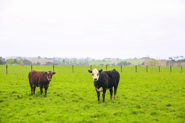 Cow in the pasture, 