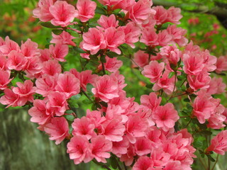 山梨県･三つ峠･ツツジ