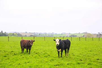 Cow in the pasture, 
