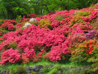 Fototapeta premium 山梨県･三つ峠･ツツジ