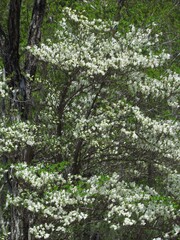 袈裟丸山･シロヤシオ