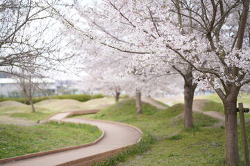 Fototapeta na wymiar 五條中央公園の桜