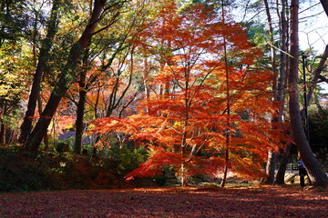 Fototapeta na wymiar 神戸市　再度公園の紅葉
