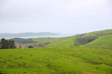 Fototapeta premium Sheep in the pasture, Tawharanui, New Zealand