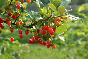 Ripe Autumn Olive Berries (Elaeagnus Umbellata) growing on a branch . oleaster
