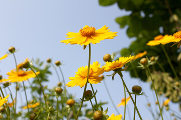 Golden-Wave flower on nature background