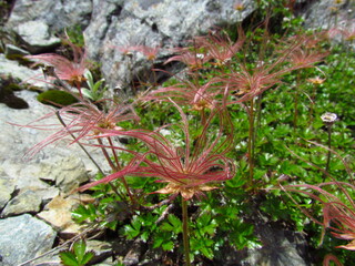 南アルプス･高山植物･チングルマ