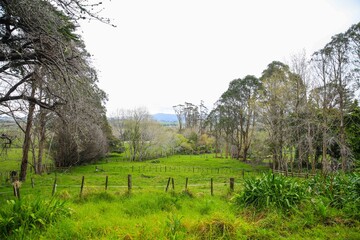 Rainy country, Matakana, New Zealand