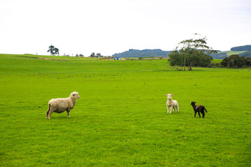 Naklejka na ściany i meble Sheep in the pasture, Gibbs Farm, Makarau, New Zealand