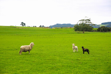Fototapeta na wymiar Sheep in the pasture, Gibbs Farm, Makarau, New Zealand