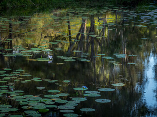 Pond with Waterlilies, Birds and Reflections