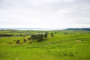 Obraz premium Sheep in the pasture, Makarau, New Zealand