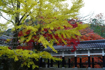 京都　南禅寺のイチョウ