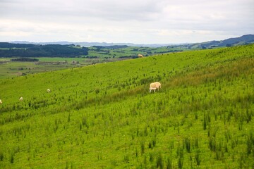 Sheep in the pasture, Makarau, New Zealand