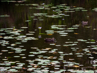 Pond with Waterlilies, Birds and Reflections