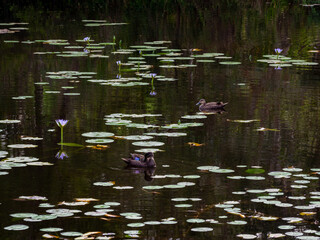 Pond with Waterlilies, Birds and Reflections
