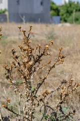 Dry bush of thistle in a field on a sunny summer day.