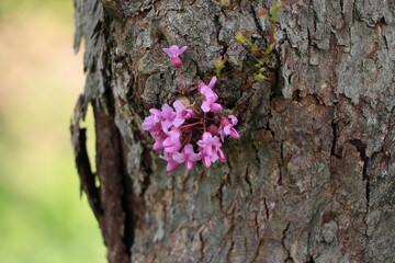 Pink flowers on side of a tree