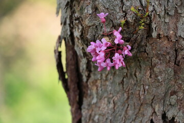 Pink flowers on side of a tree