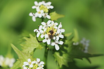 Bee on a white flower with green background