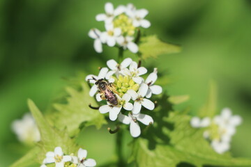 Bee on a white flower with green background