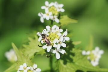 Bee on a white flower with green background