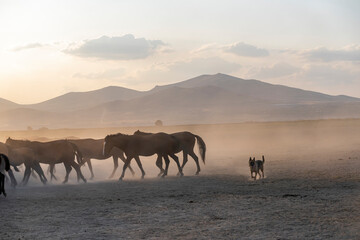 Fototapeta na wymiar Western cowboy riding horses with dog in cloud of dust in the sunset