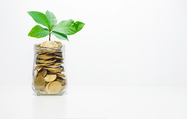 business financial planning concept. coins in jar with green plant growth up on white background. money management sustainable savings. success investment.