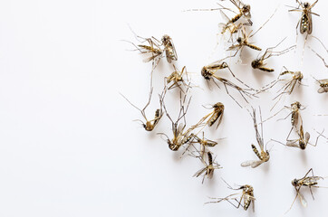 group of many mosquitos dead on white background with copy space.
