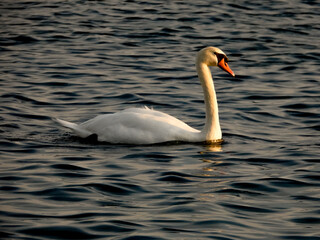 Swan bird in the lake